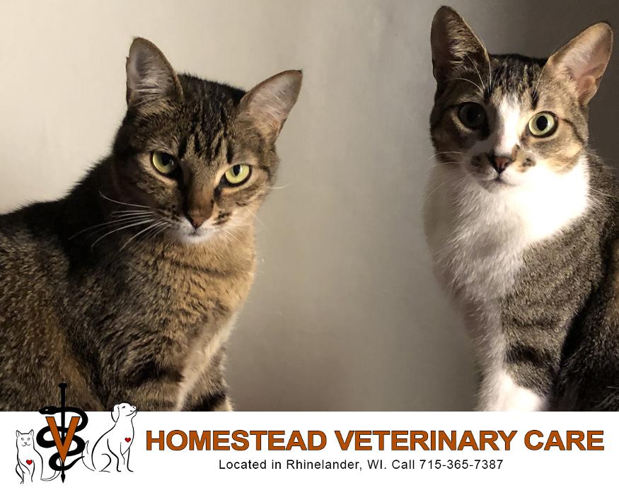 Homestead Veterinary Care - Rhinelander, WI