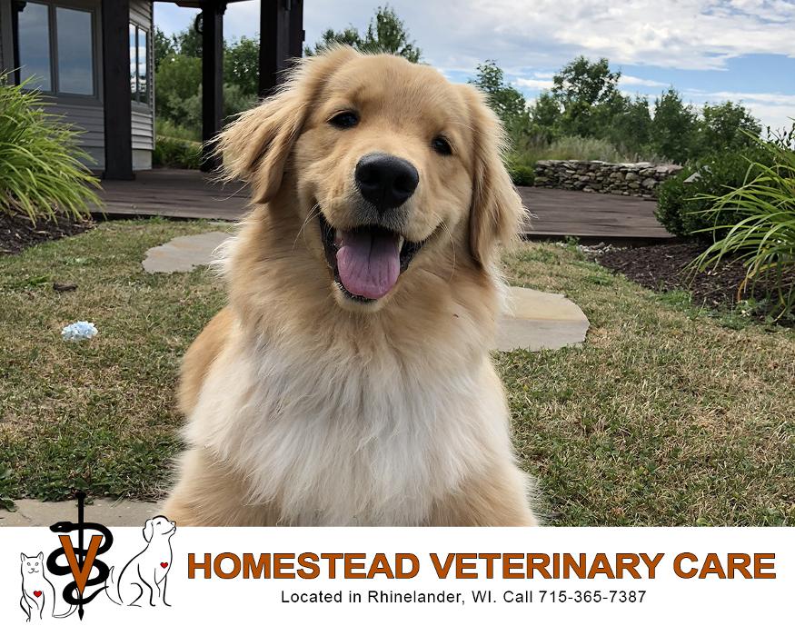 Homestead Veterinary Care - Rhinelander, WI