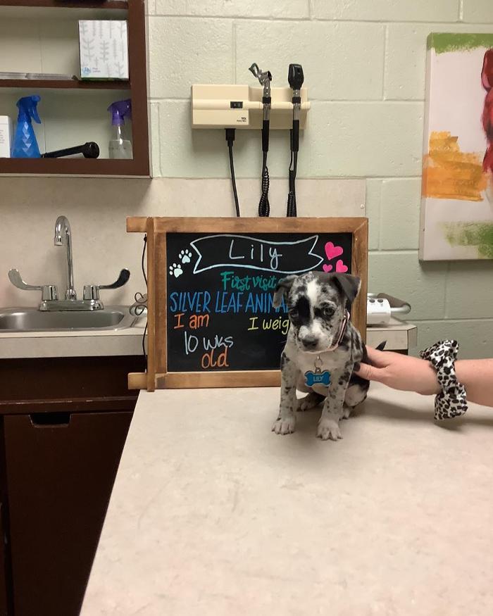 Silver Leaf Animal Hospital - Oklahoma City, OK