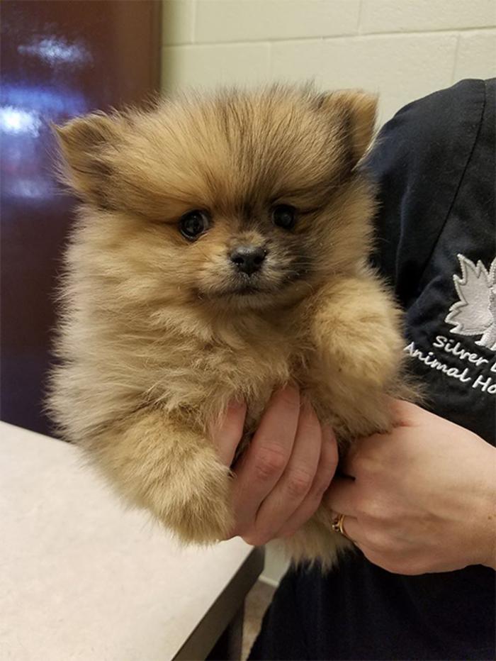 Silver Leaf Animal Hospital - Oklahoma City, OK