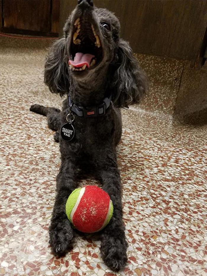 Silver Leaf Animal Hospital - Oklahoma City, OK