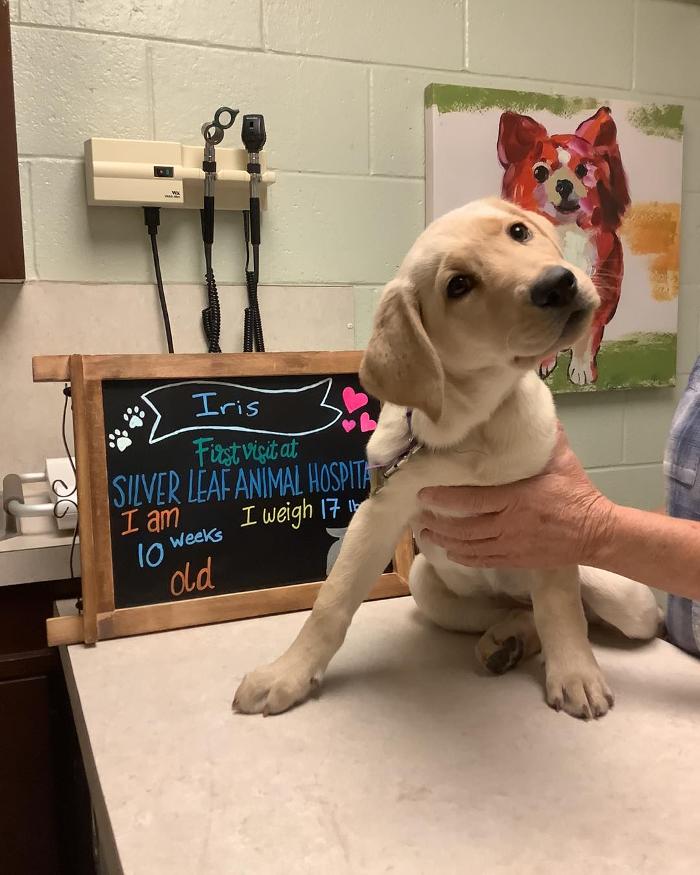 Silver Leaf Animal Hospital - Oklahoma City, OK