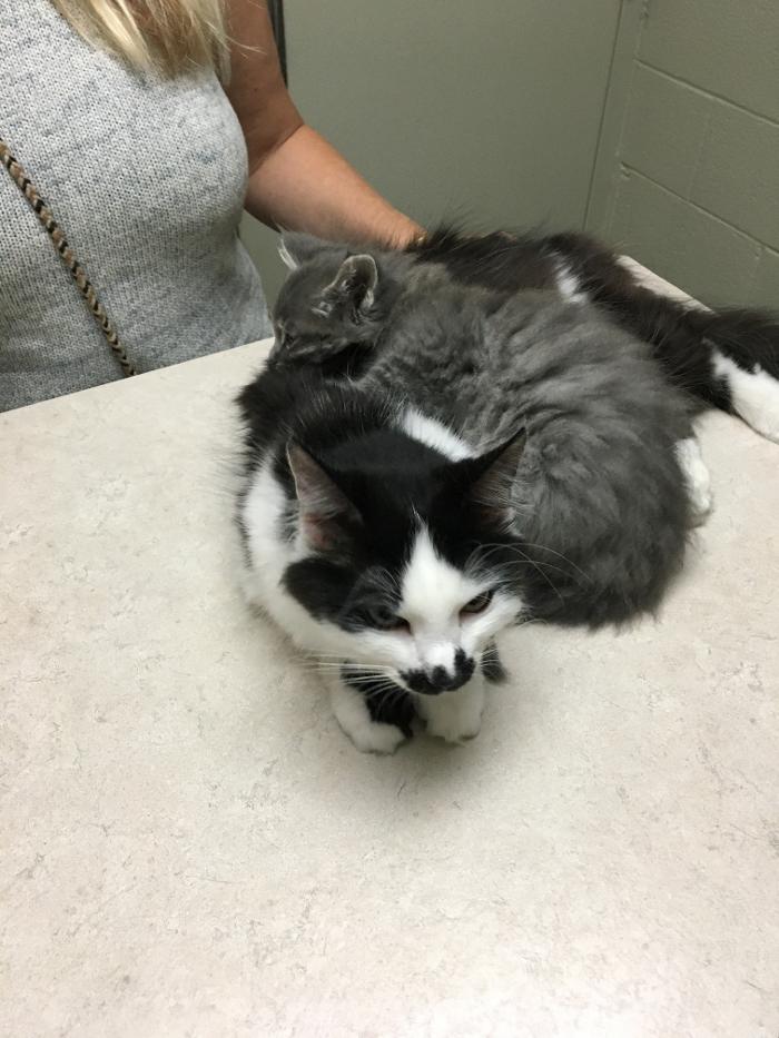 Silver Leaf Animal Hospital - Oklahoma City, OK