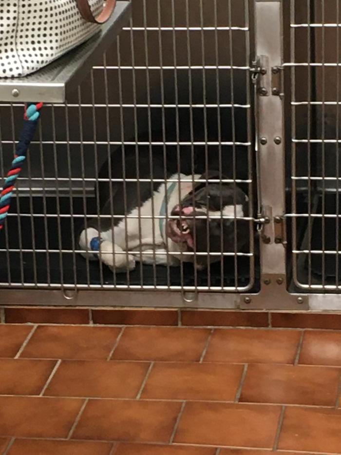 Silver Leaf Animal Hospital - Oklahoma City, OK