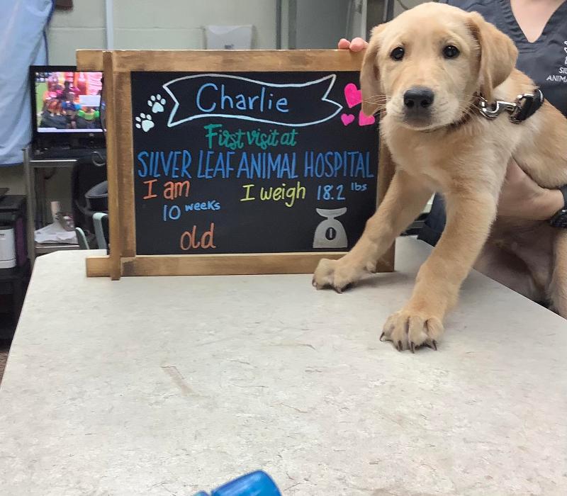 Silver Leaf Animal Hospital - Oklahoma City, OK