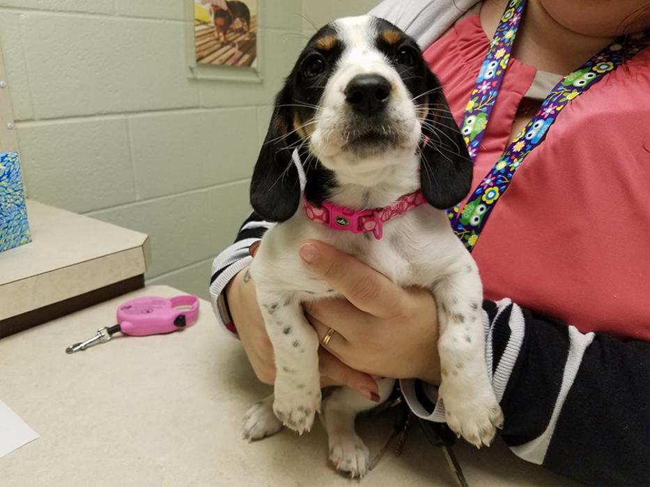 Silver Leaf Animal Hospital - Oklahoma City, OK