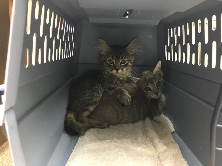 Silver Leaf Animal Hospital - Oklahoma City, OK