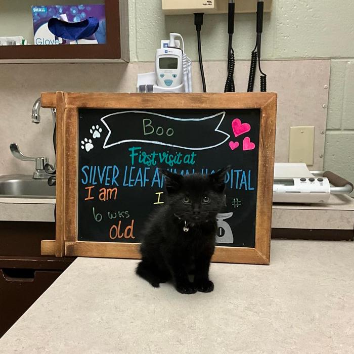 Silver Leaf Animal Hospital - Oklahoma City, OK