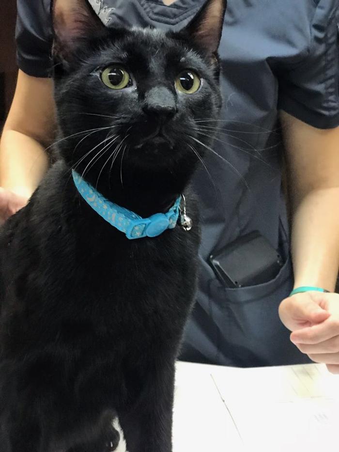 Silver Leaf Animal Hospital - Oklahoma City, OK