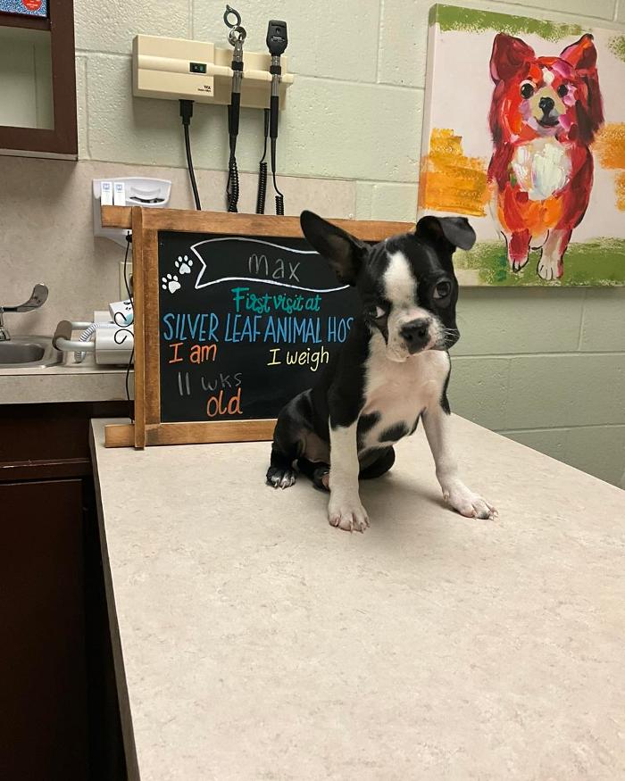 Silver Leaf Animal Hospital - Oklahoma City, OK