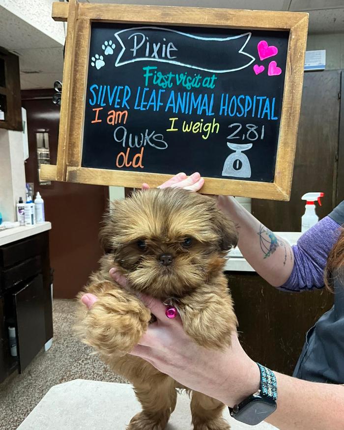 Silver Leaf Animal Hospital - Oklahoma City, OK