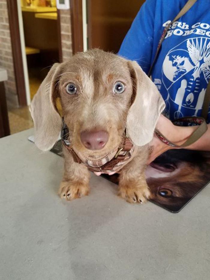 Silver Leaf Animal Hospital - Oklahoma City, OK