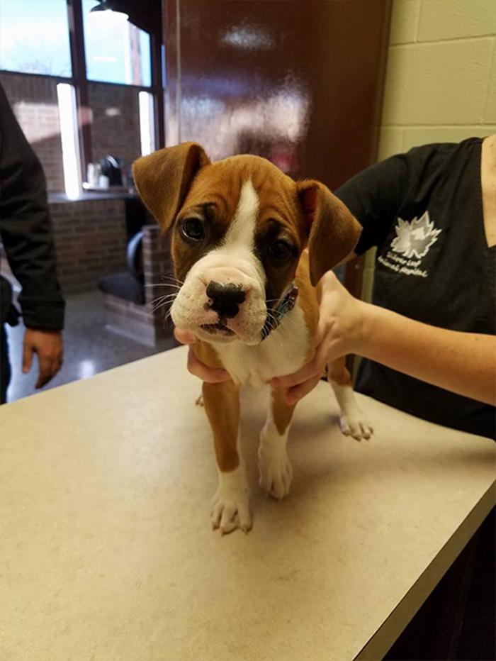 Silver Leaf Animal Hospital - Oklahoma City, OK