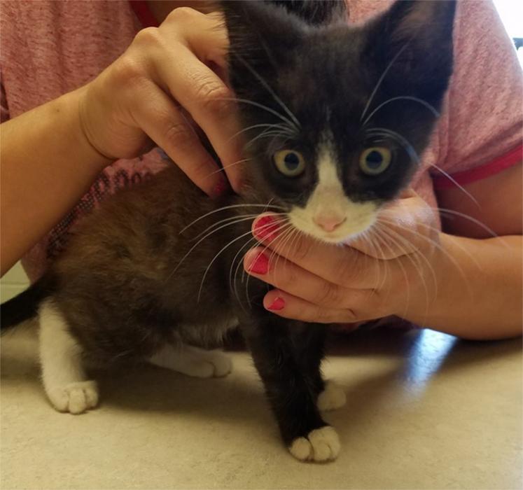 Silver Leaf Animal Hospital - Oklahoma City, OK