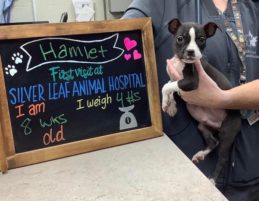 Silver Leaf Animal Hospital - Oklahoma City, OK