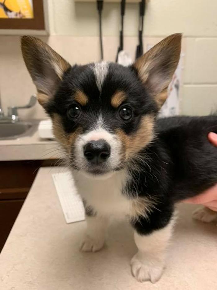 Silver Leaf Animal Hospital - Oklahoma City, OK