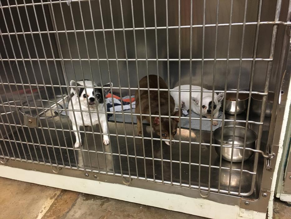 Silver Leaf Animal Hospital - Oklahoma City, OK