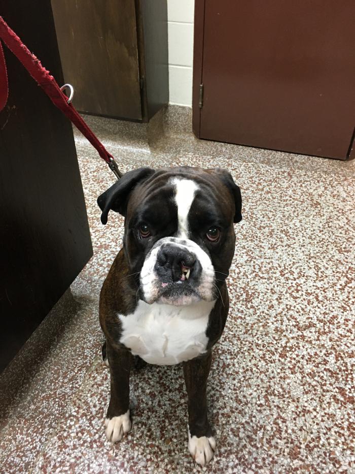 Silver Leaf Animal Hospital - Oklahoma City, OK