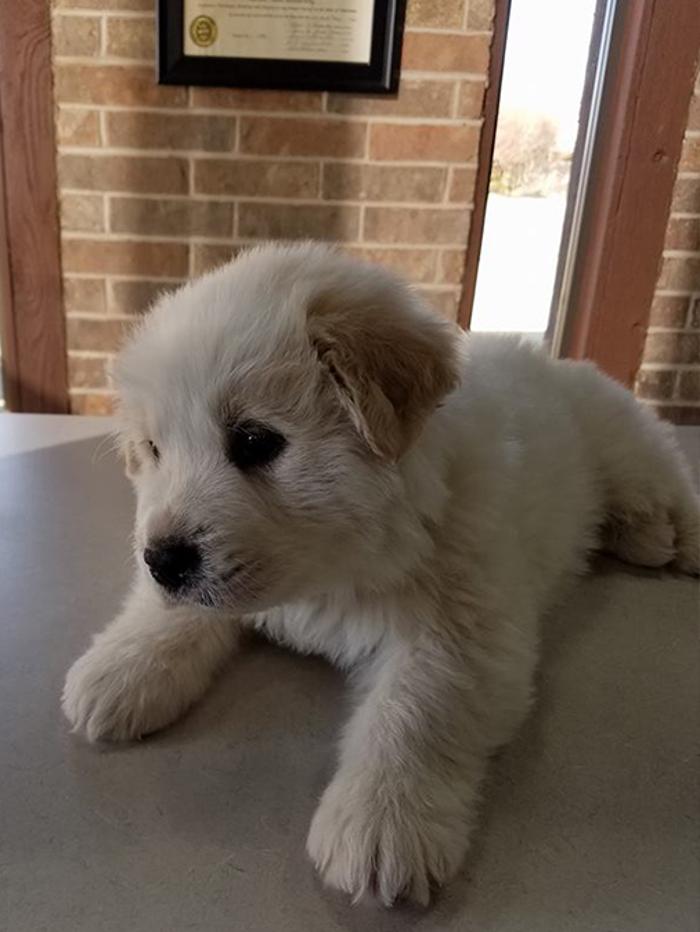 Silver Leaf Animal Hospital - Oklahoma City, OK