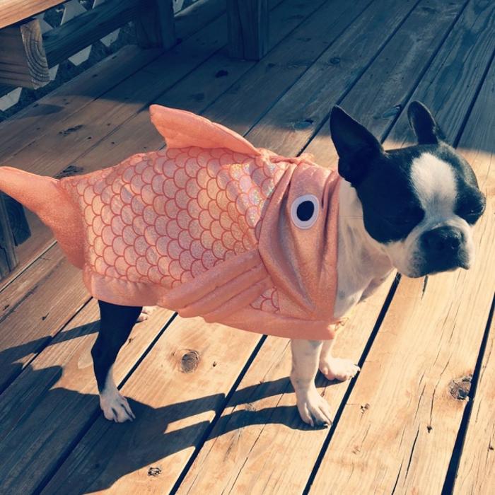 Silver Leaf Animal Hospital - Oklahoma City, OK