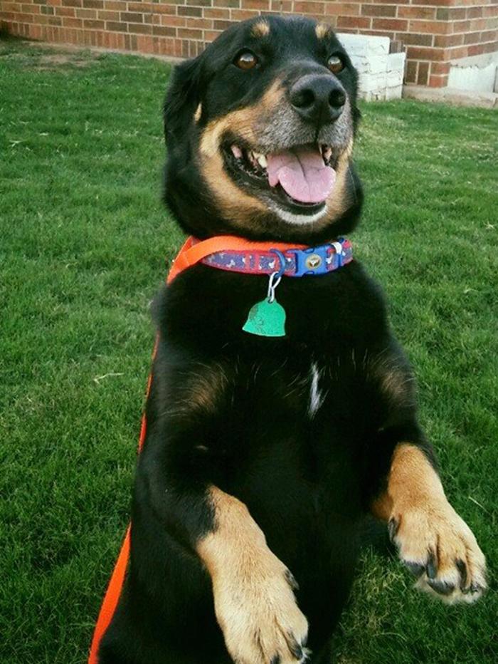 Silver Leaf Animal Hospital - Oklahoma City, OK