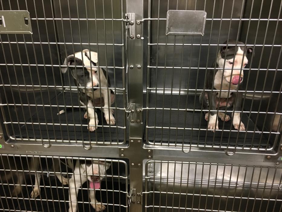 Silver Leaf Animal Hospital - Oklahoma City, OK