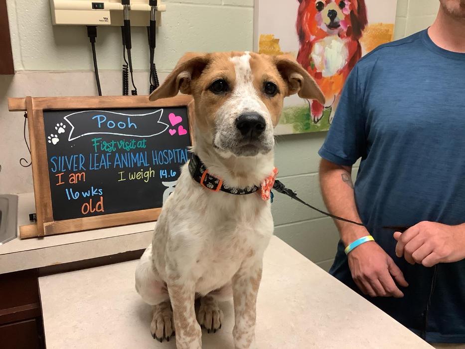 Silver Leaf Animal Hospital - Oklahoma City, OK