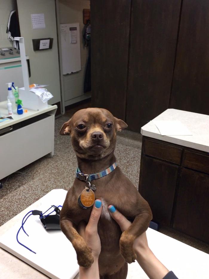 Silver Leaf Animal Hospital - Oklahoma City, OK