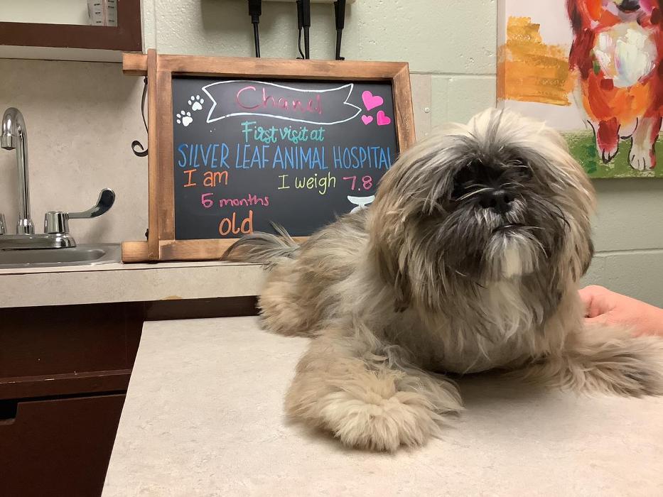 Silver Leaf Animal Hospital - Oklahoma City, OK
