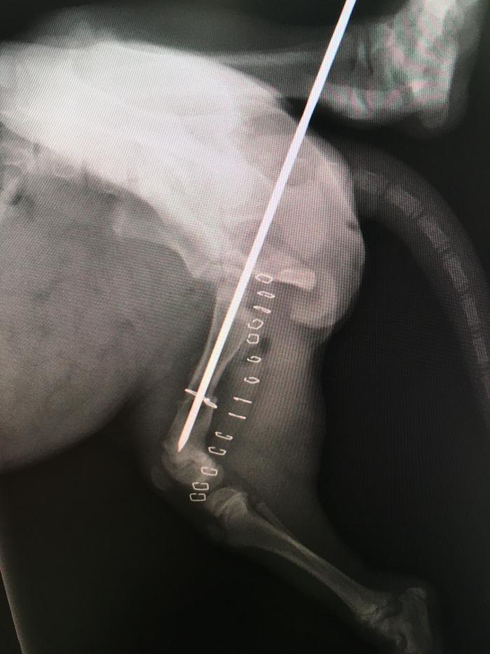 Silver Leaf Animal Hospital - Oklahoma City, OK