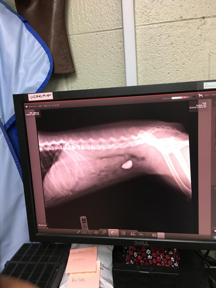 Silver Leaf Animal Hospital - Oklahoma City, OK