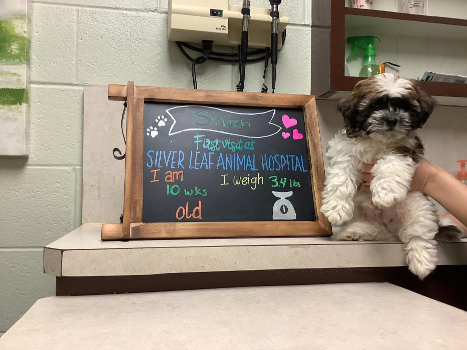 Silver Leaf Animal Hospital - Oklahoma City, OK