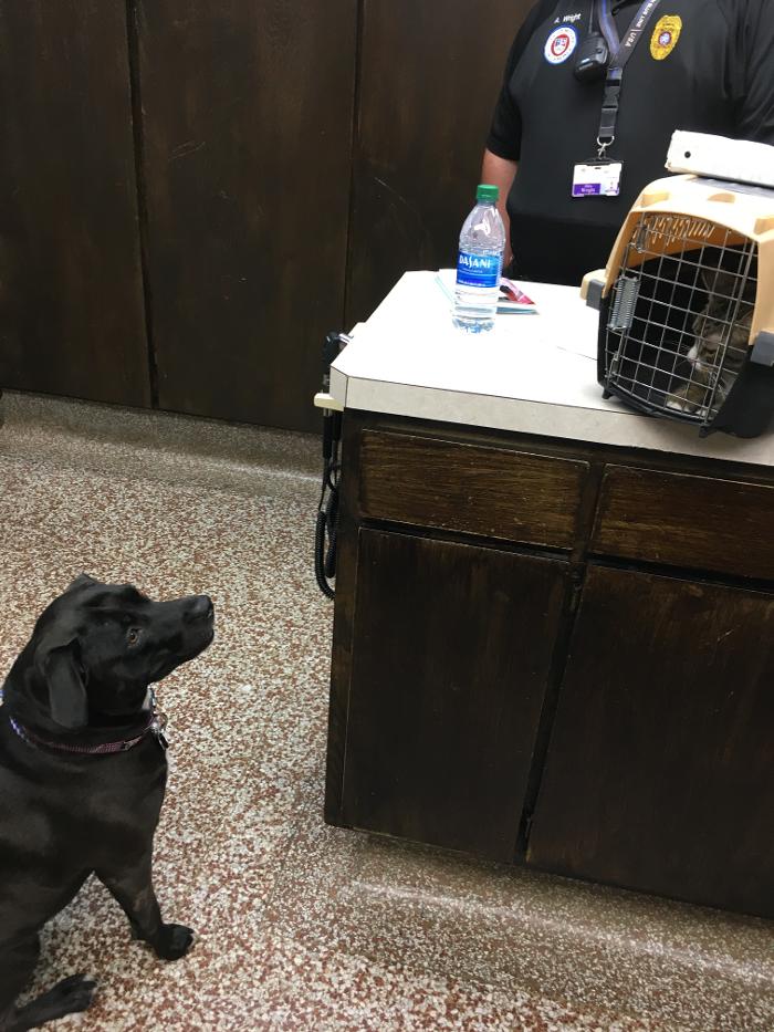 Silver Leaf Animal Hospital - Oklahoma City, OK