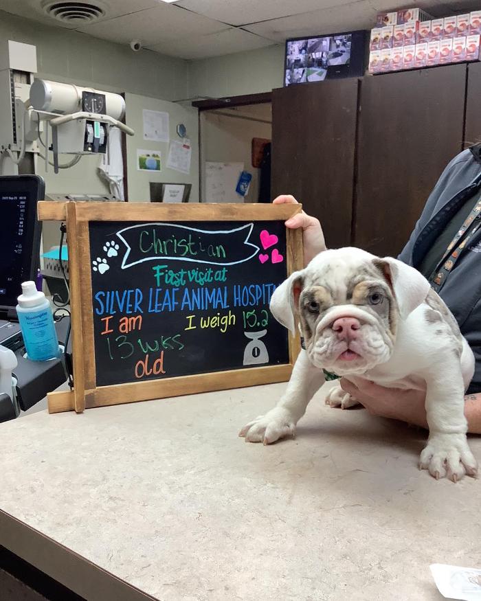Silver Leaf Animal Hospital - Oklahoma City, OK