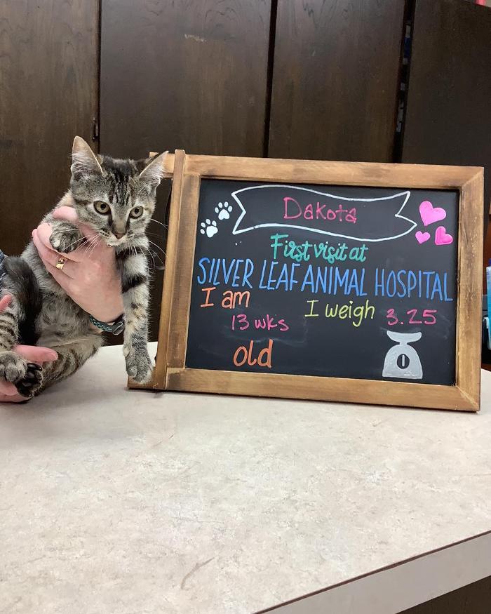 Silver Leaf Animal Hospital - Oklahoma City, OK