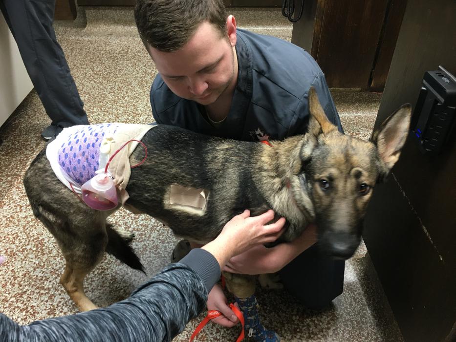 Silver Leaf Animal Hospital - Oklahoma City, OK
