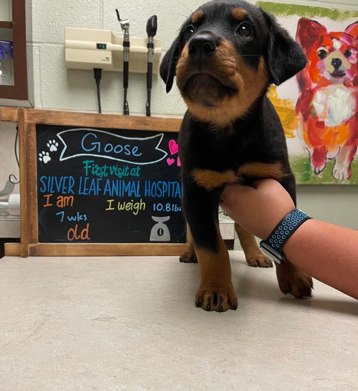 Silver Leaf Animal Hospital - Oklahoma City, OK