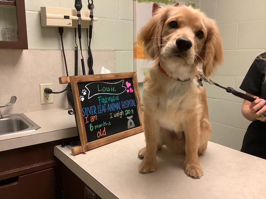 Silver Leaf Animal Hospital - Oklahoma City, OK