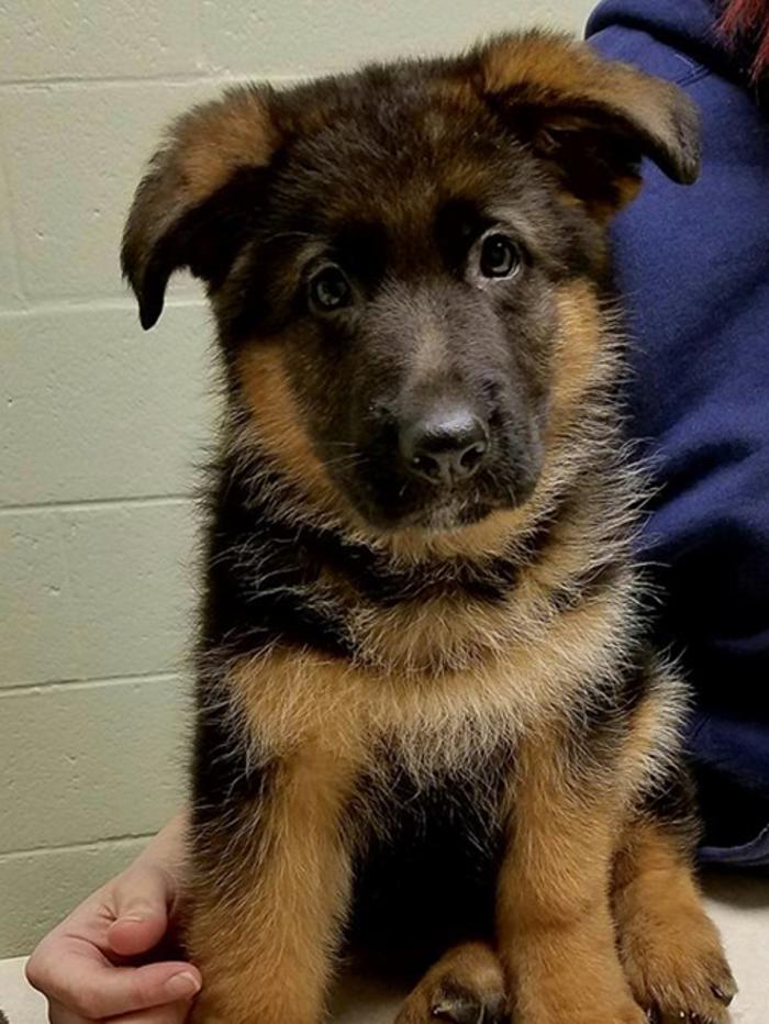 Silver Leaf Animal Hospital - Oklahoma City, OK