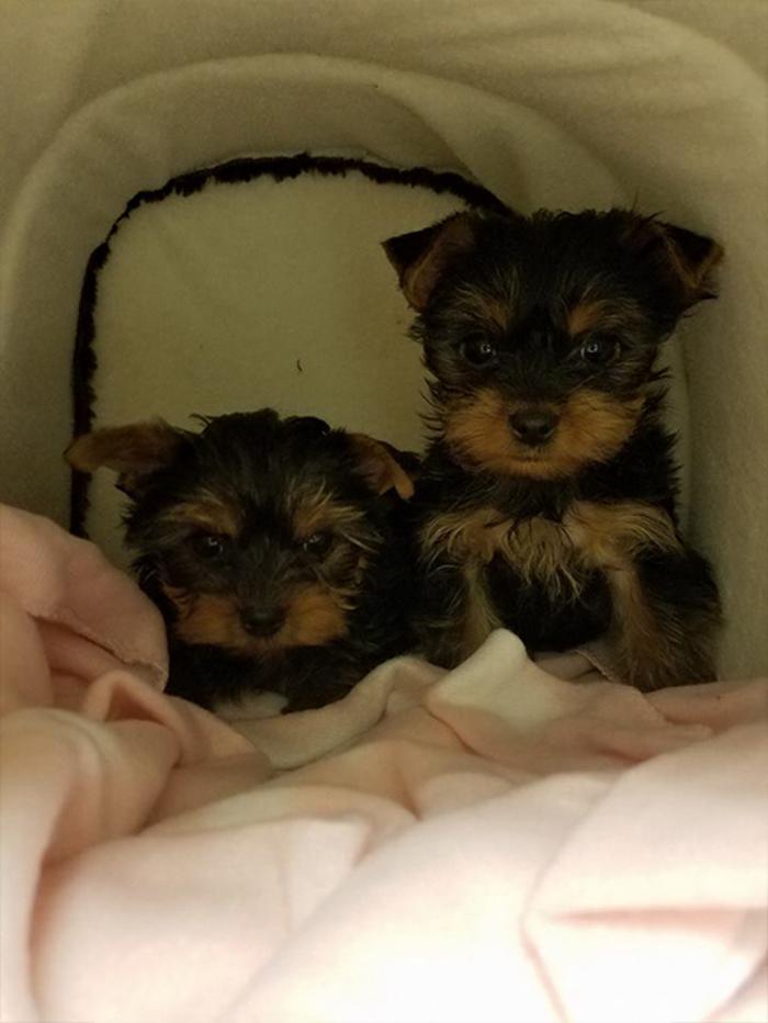 Silver Leaf Animal Hospital - Oklahoma City, OK