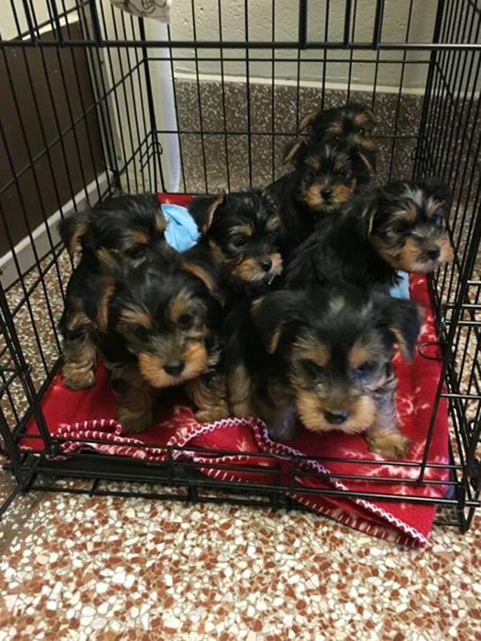 Silver Leaf Animal Hospital - Oklahoma City, OK