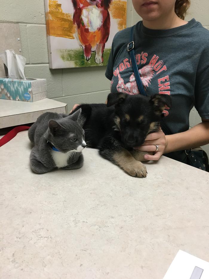 Silver Leaf Animal Hospital - Oklahoma City, OK