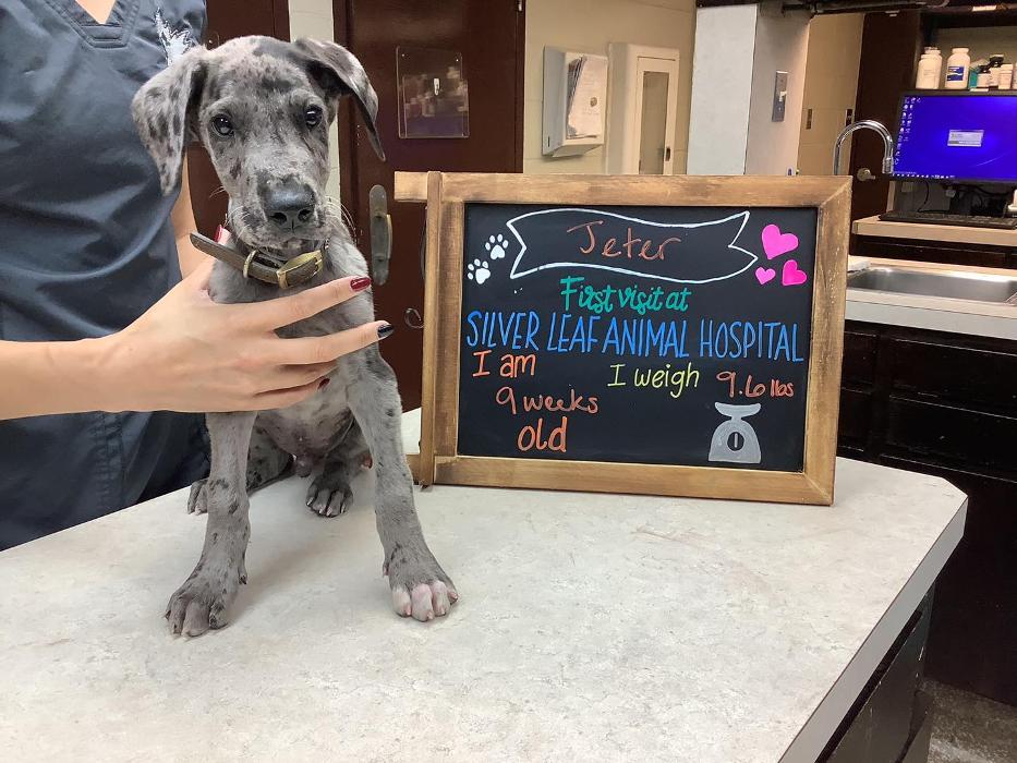 Silver Leaf Animal Hospital - Oklahoma City, OK