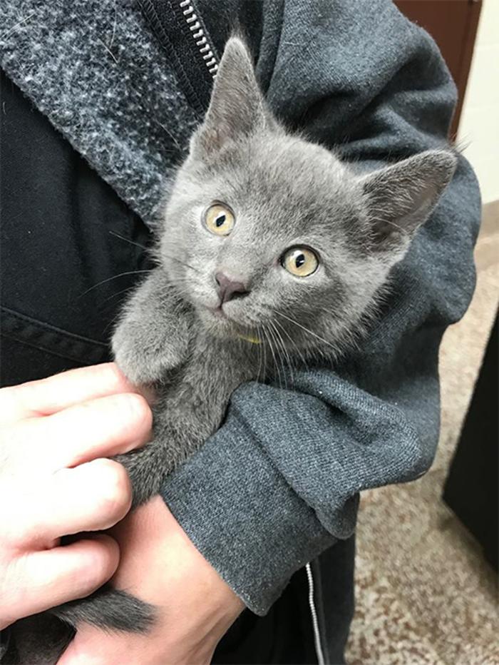 Silver Leaf Animal Hospital - Oklahoma City, OK