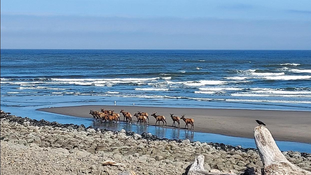Lanai at the Cove Image