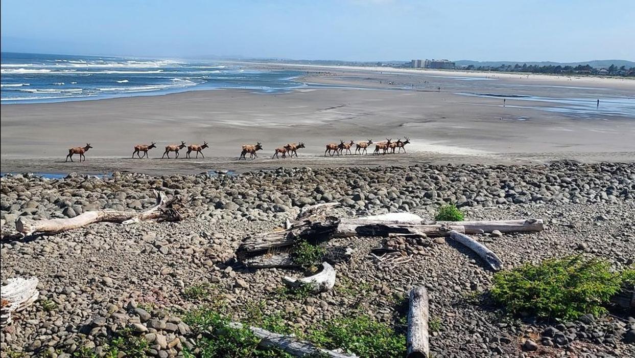 Lanai at the Cove Image