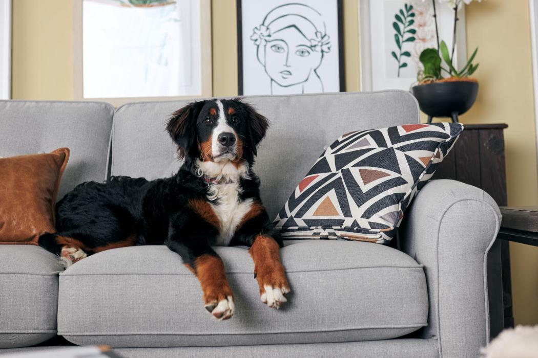 Best-Buy Home Furnishings Image