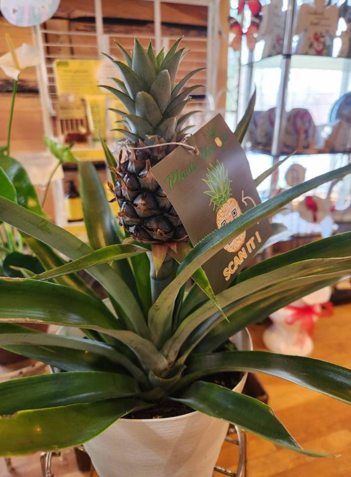 Broad Brook Gardens Image