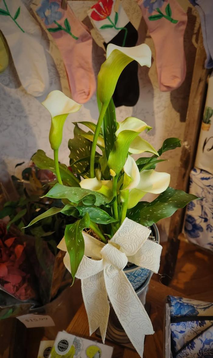 Broad Brook Gardens Image