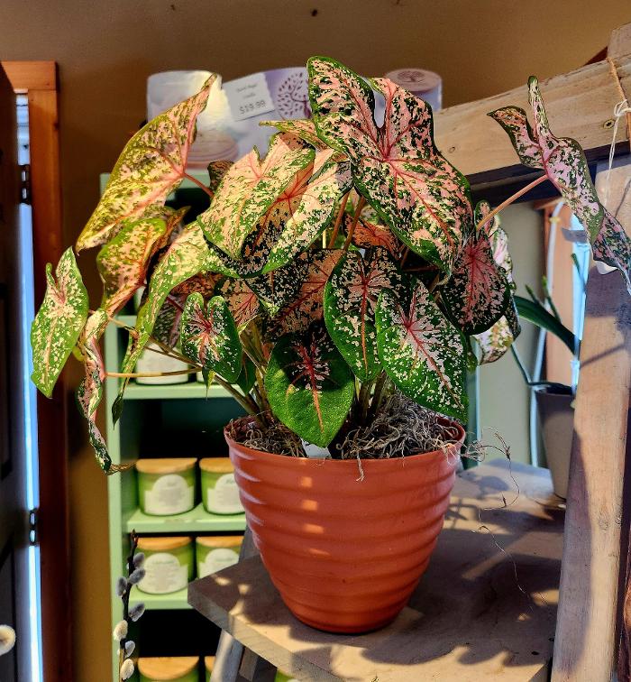 Broad Brook Gardens Image